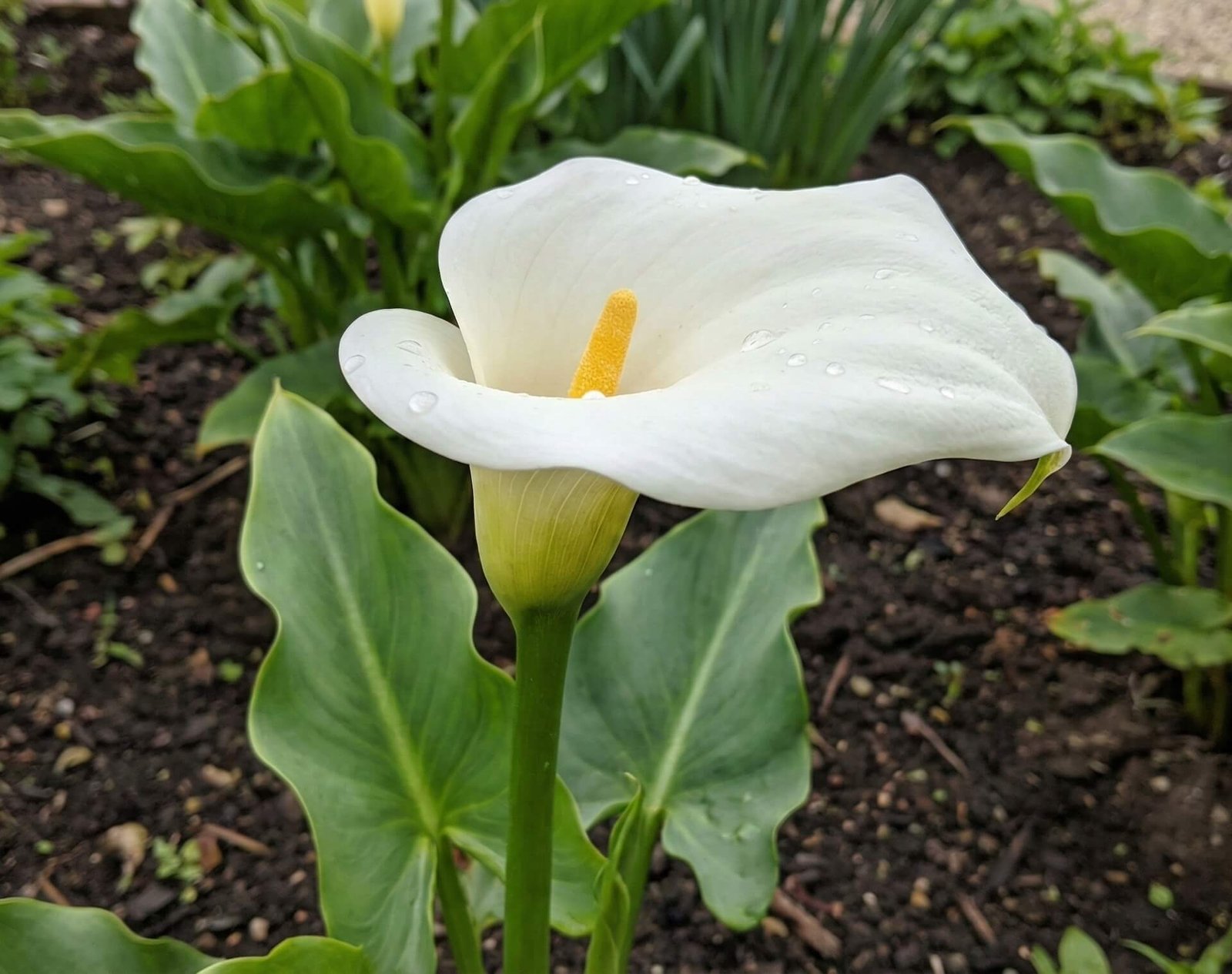 Geltonas, piltuvėlio formos kalijos žiedas