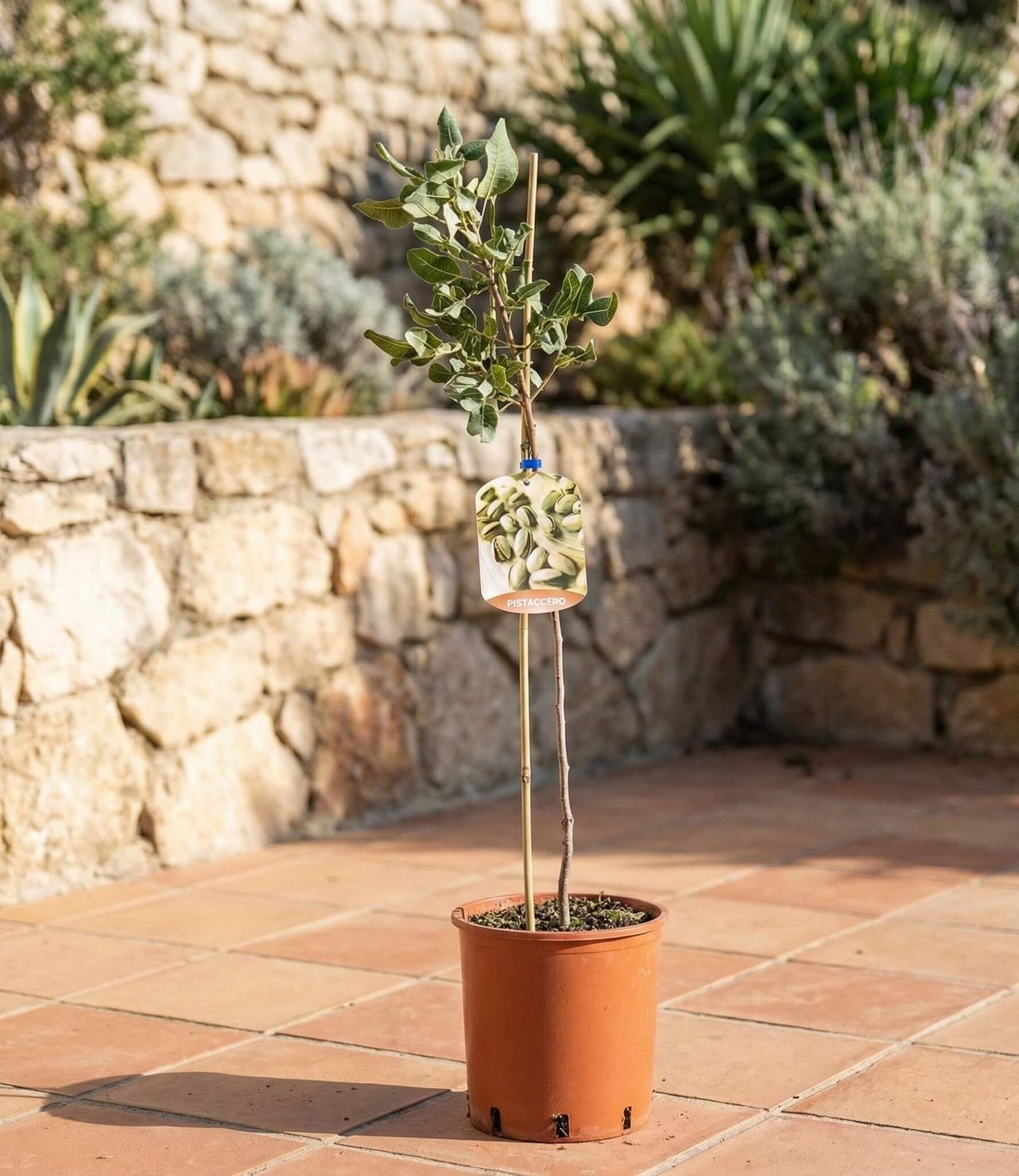 Jaunas pistacijos medis