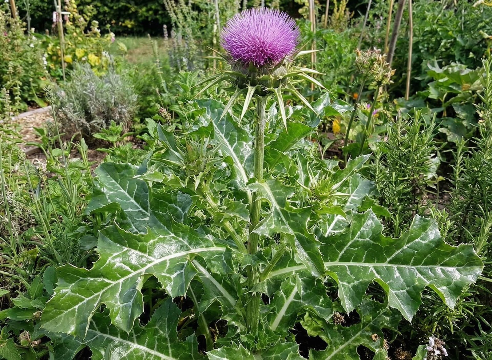 Tikrasis margainis (Silybum marianum)