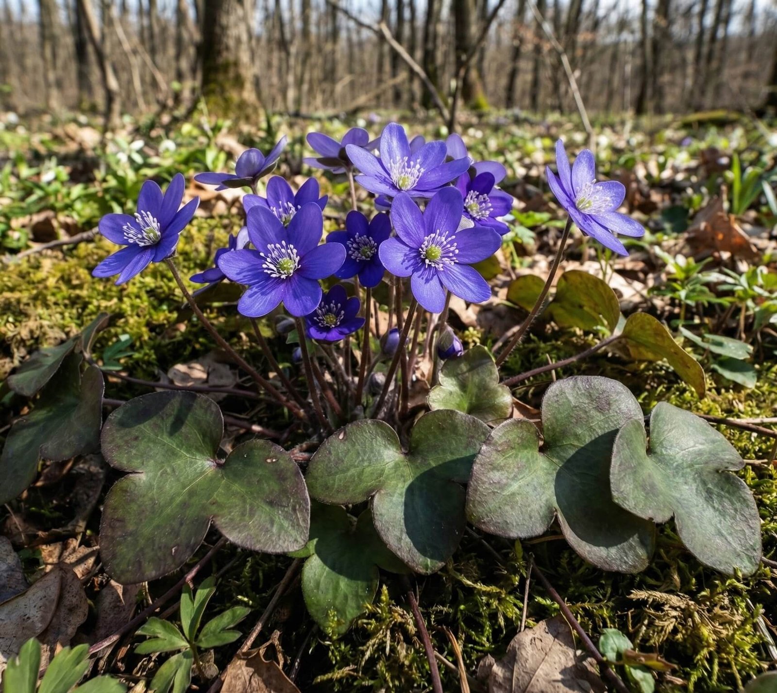 Žibuoklė (Hepatica)