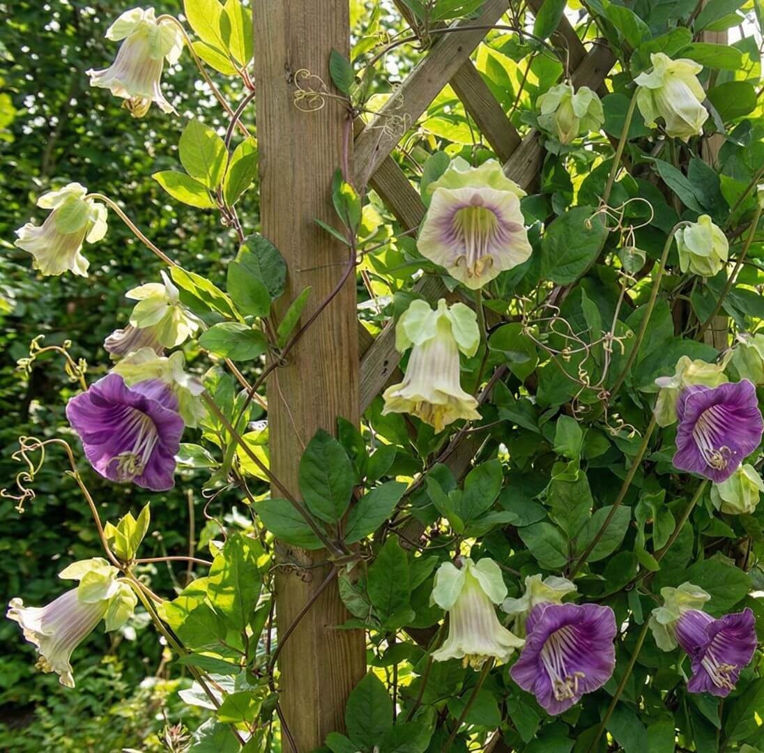 Didelis, varpelio formos, violetinis kobėjos žiedas