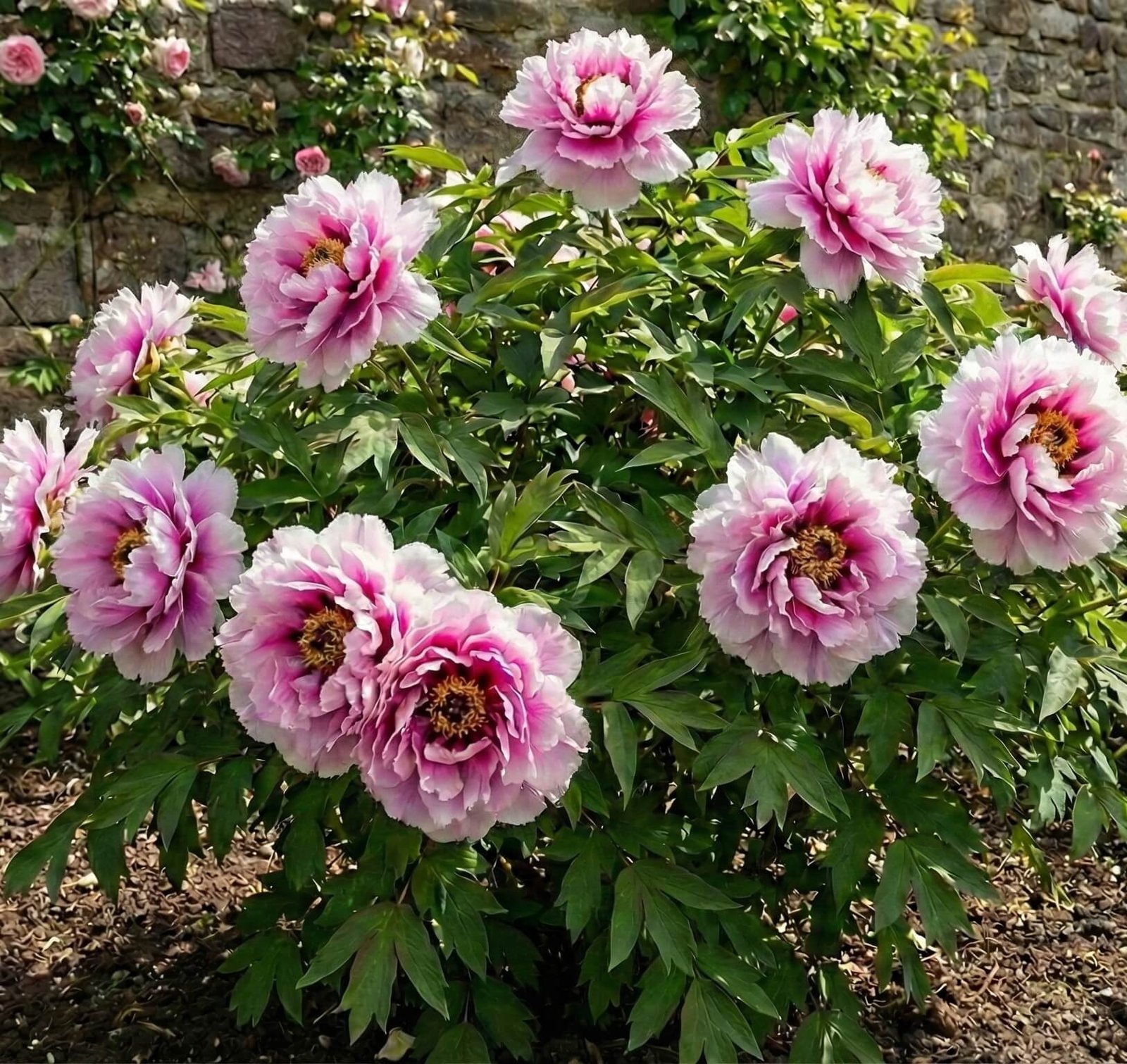 Didelis, rožinis, pilnaviduris krūminio bijūno žiedas