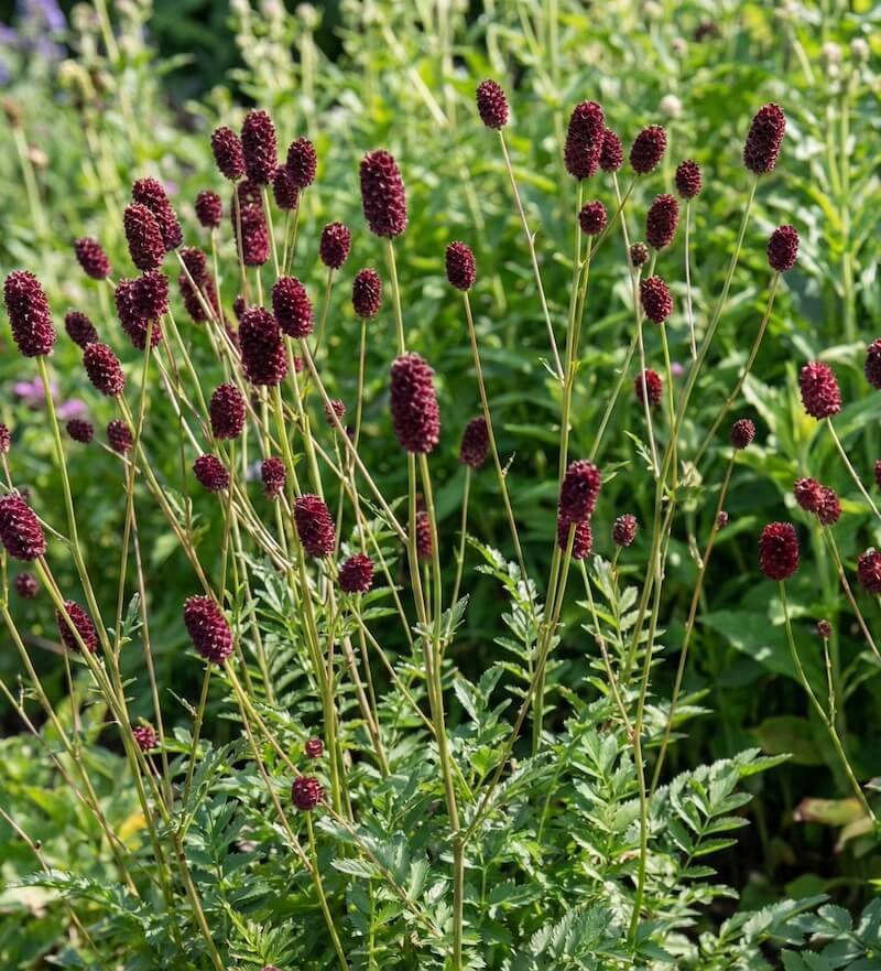 Tamsiai raudonas, ovalus vaistinės kraujalakės žiedynas