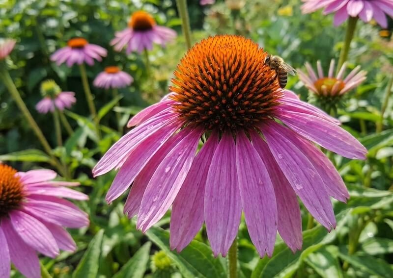 Didelis, rausvai purpurinis ežiuolės žiedas su dygliuotu centru