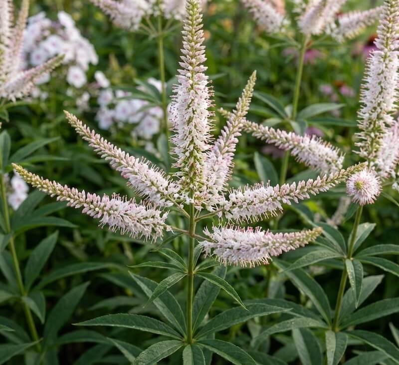 Aukštos, baltos virgininio veronikūno žiedų varpos