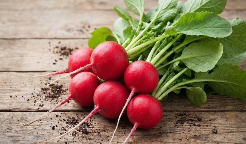 Pundelis šviežių, raudonų ridikėlių