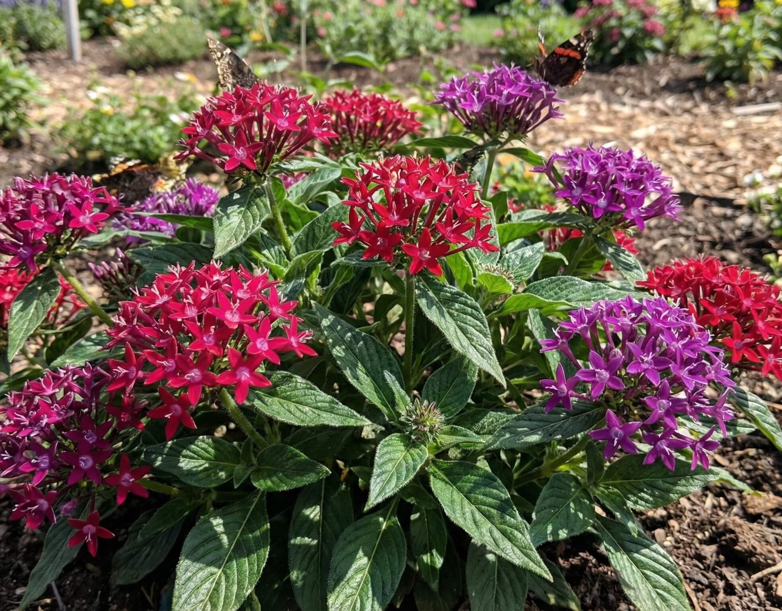Pentas (Pentas lanceolata) "egipto žvaigždė" gėlė