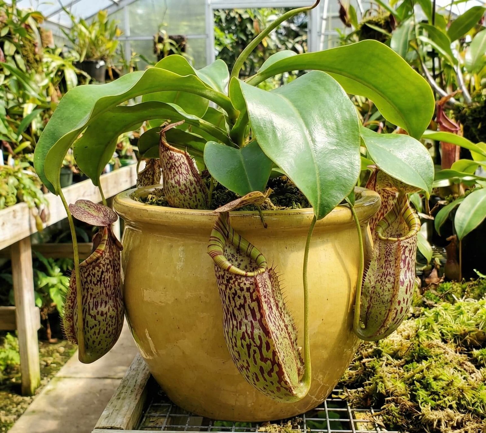 Apvalus, žalias su raudonomis dėmėmis ąsotenio 'Hookeriana' ąsotėlis