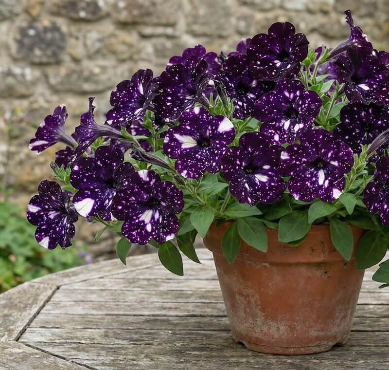 Violetiniai petunijos žiedai su baltais taškeliais