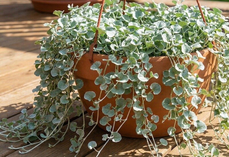 Ilgi, svyrantys sidabrinės dichondros stiebai vazone