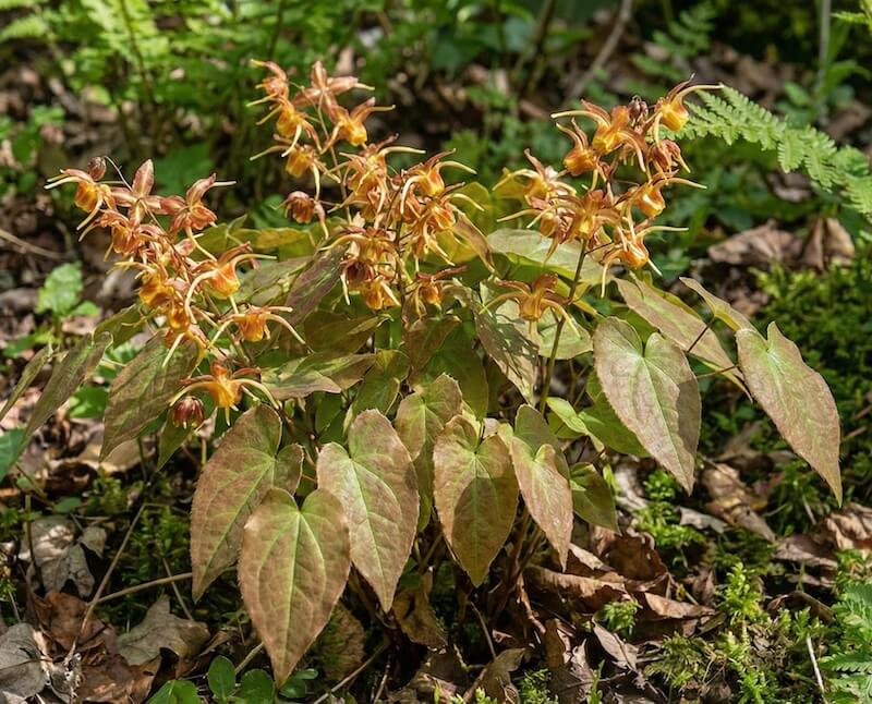 Gintarinės spalvos epimedžio ‘Amber Queen’ žiedai