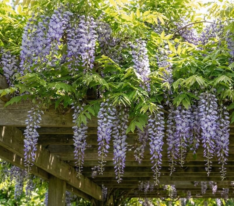 Melsvos, kvapnios visterijos 'Blue Moon' žiedų kekės