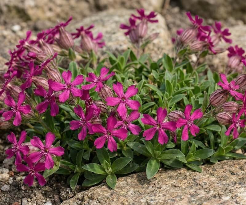 Ryškiai rožiniai kaukazinės naktižiedės žiedai tarp akmenų