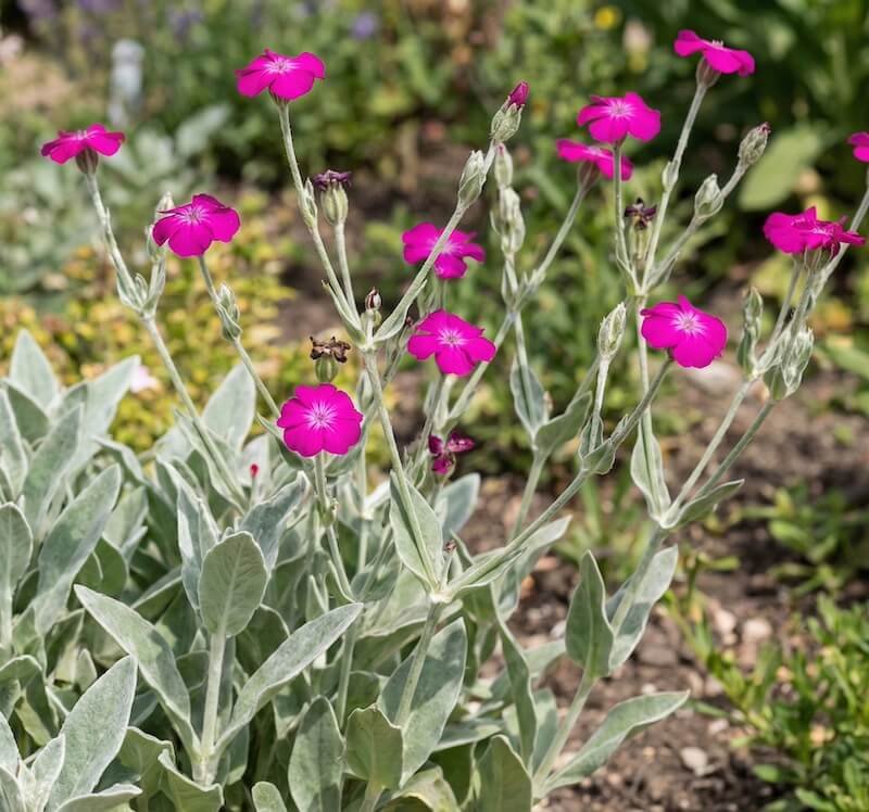 Ryškūs purpuriniai vainikinės naktižiedės žiedai ir sidabriniai lapai