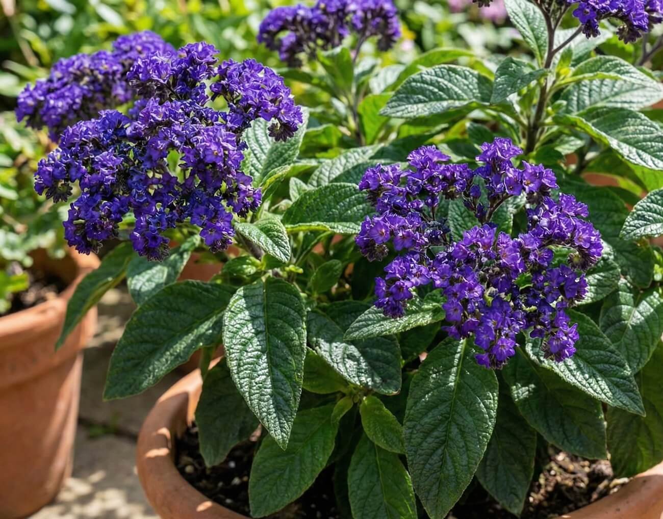 Violetiniai, kvapnūs heliotropo žiedai