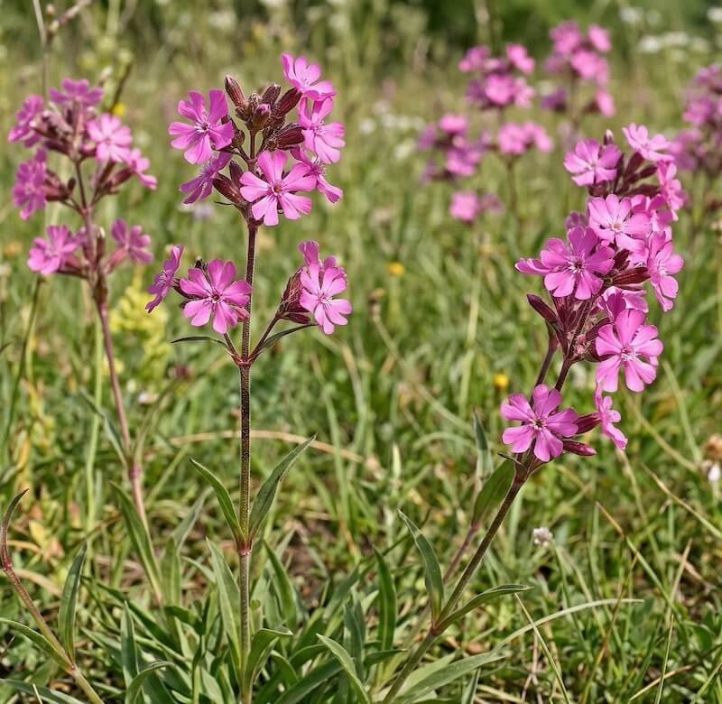 Ryškiai rožiniai smaliukinės gaisrenos (Lychnis viscaria) žiedai