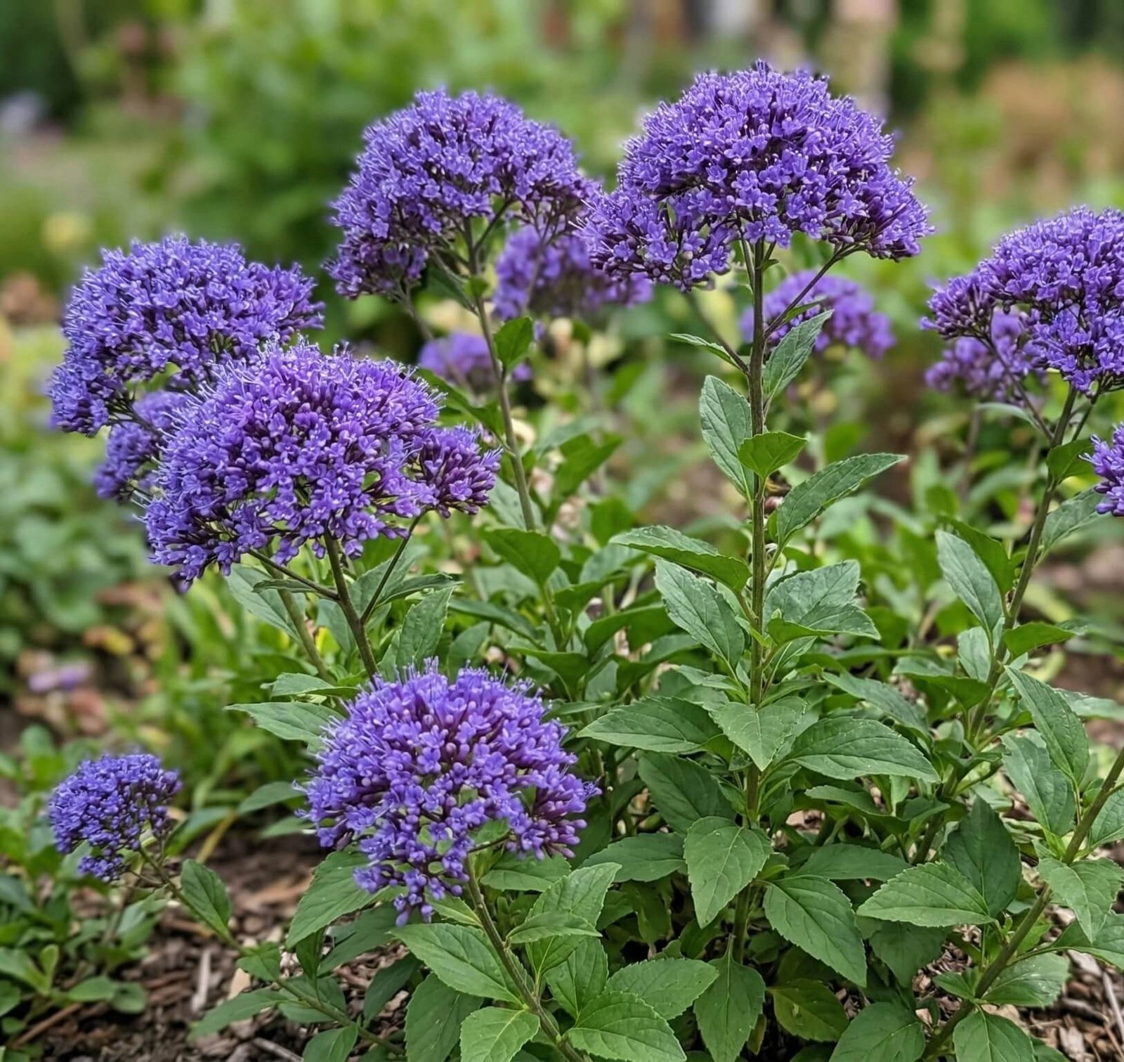 Purūs mėlyni žvirgždulio (Trachelium caeruleum) žiedynai