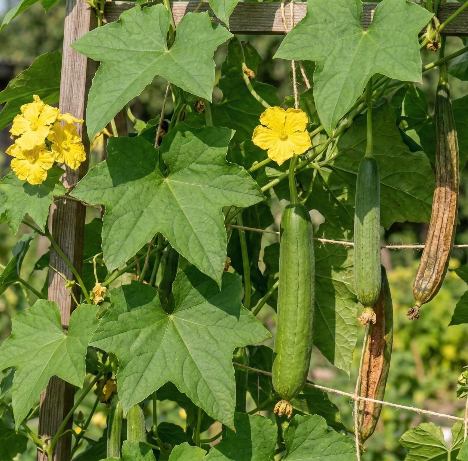 Žali cilindrinės plaušenės (Luffa cylindrica) vaisiai ant stiebo