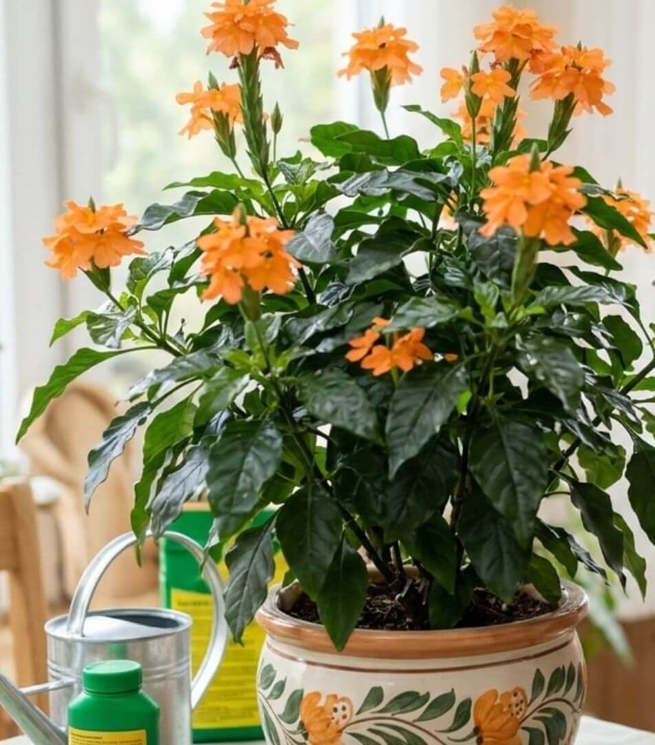 Ryškiai oranžiniai krosandros žiedai