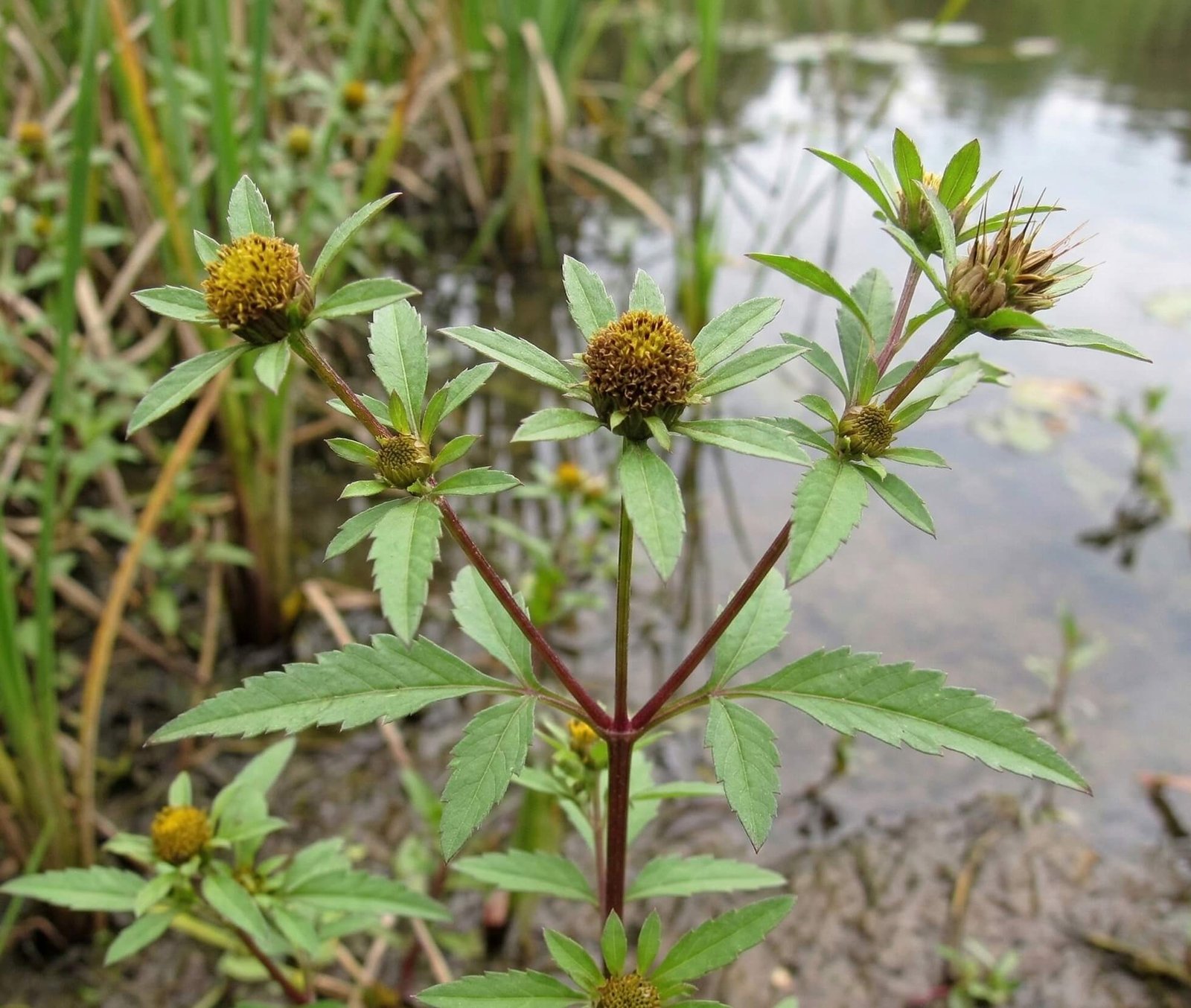 Geltoni žiedai ir žali triskiaučio lakišiaus lapai gamtoje