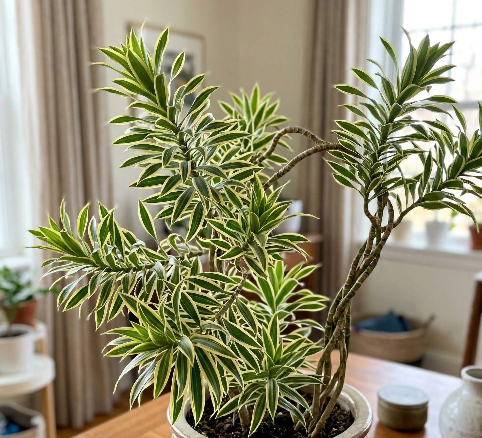 Žali su geltonais kraštais lanksčiosios dracenos lapai