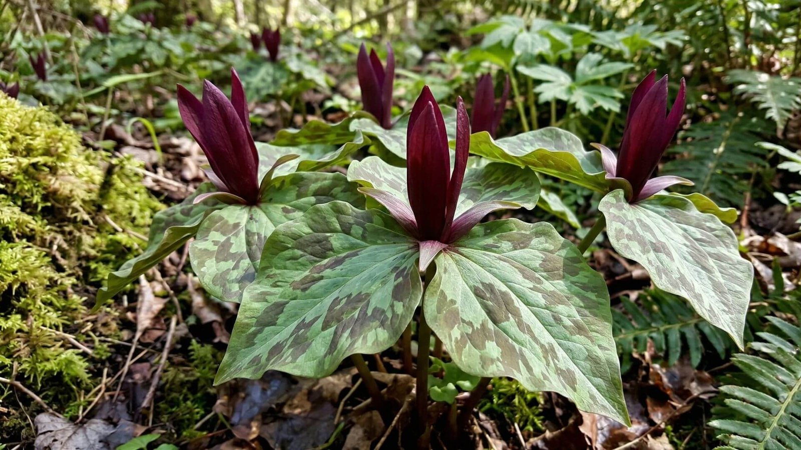 Kurabajašio trilija (Trillium kurabayashii) su tamsiai raudonais žiedais ir margais lapais
