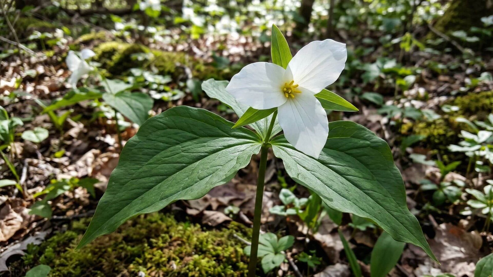 Stambūs balti didžiažiedės trilijos (Trillium grandiflorum) žiedai