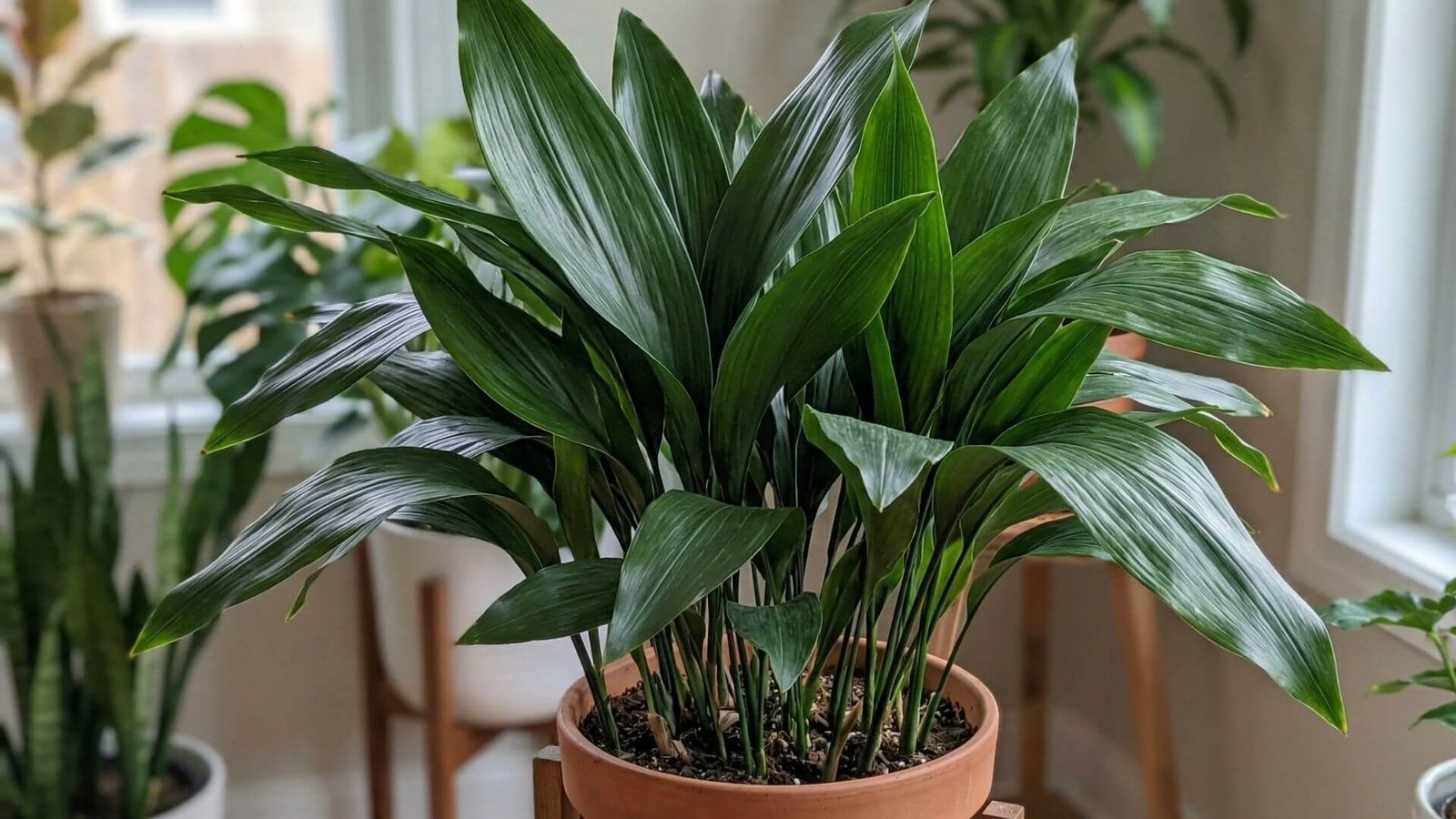 Dideli, tamsiai žali aspidistros lapai