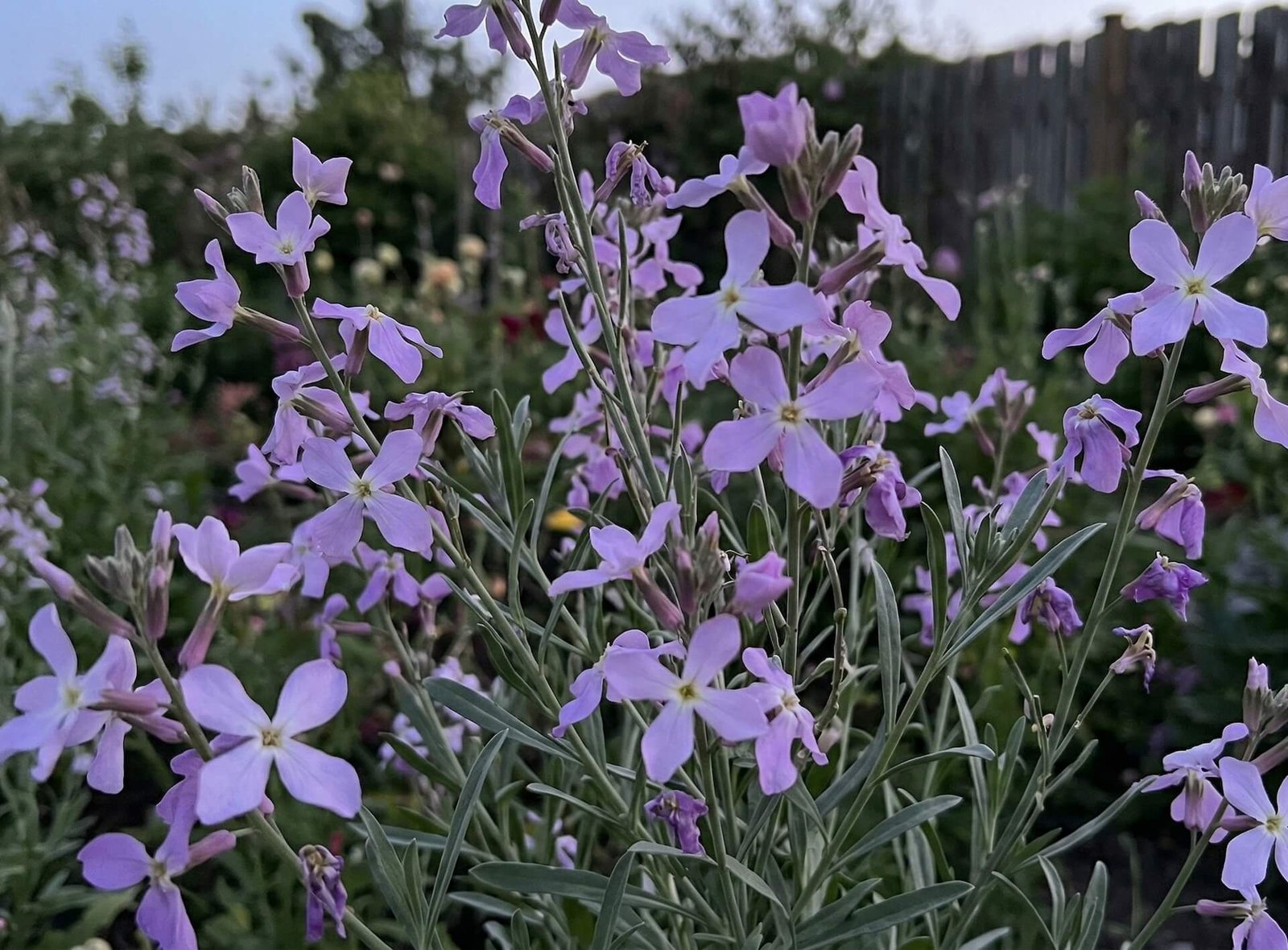 Smulkūs, alyviniai dviragės leukonijos (Matthiola longipetala) žiedai