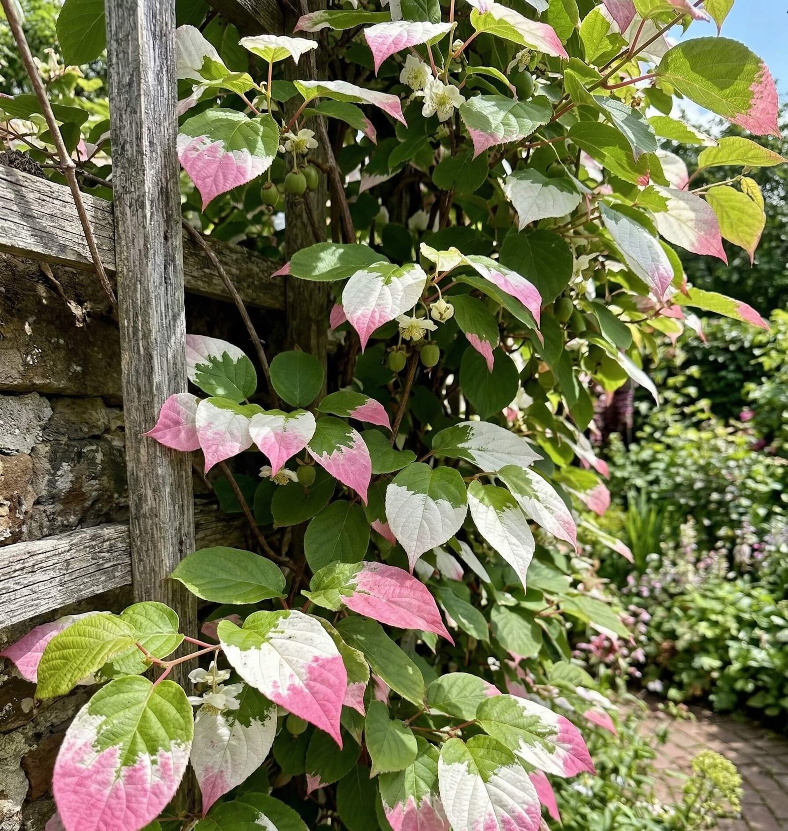 Rožiniai ir balti margalapės aktinidijos (Actinidia kolomikta) lapai bei žalios uogos