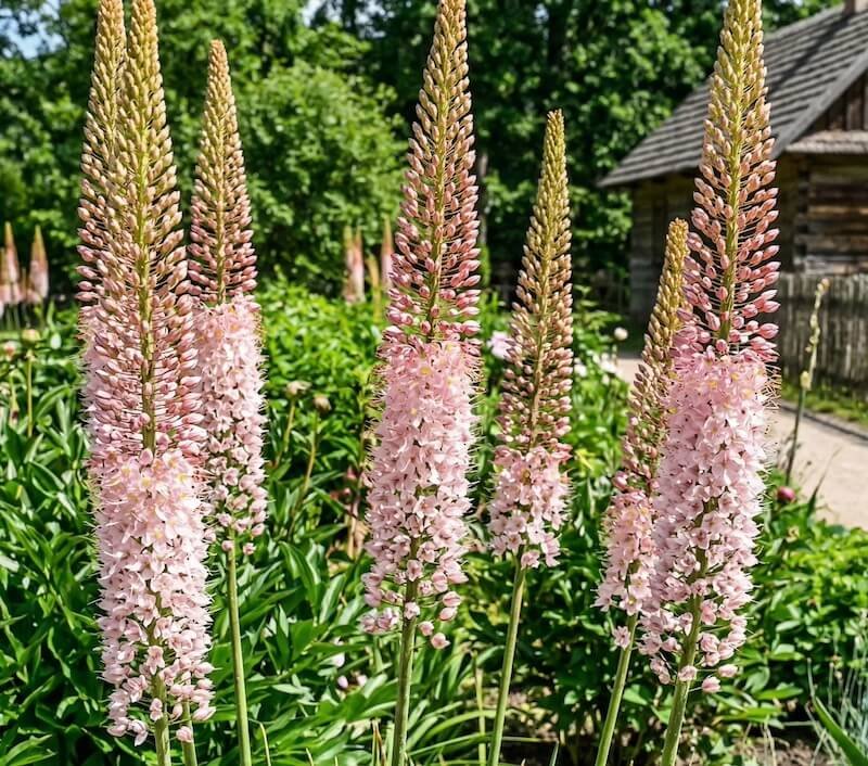Aukšti rausvi rausvažiedžio eremūro (Eremurus olgae) žiedynai gėlyne