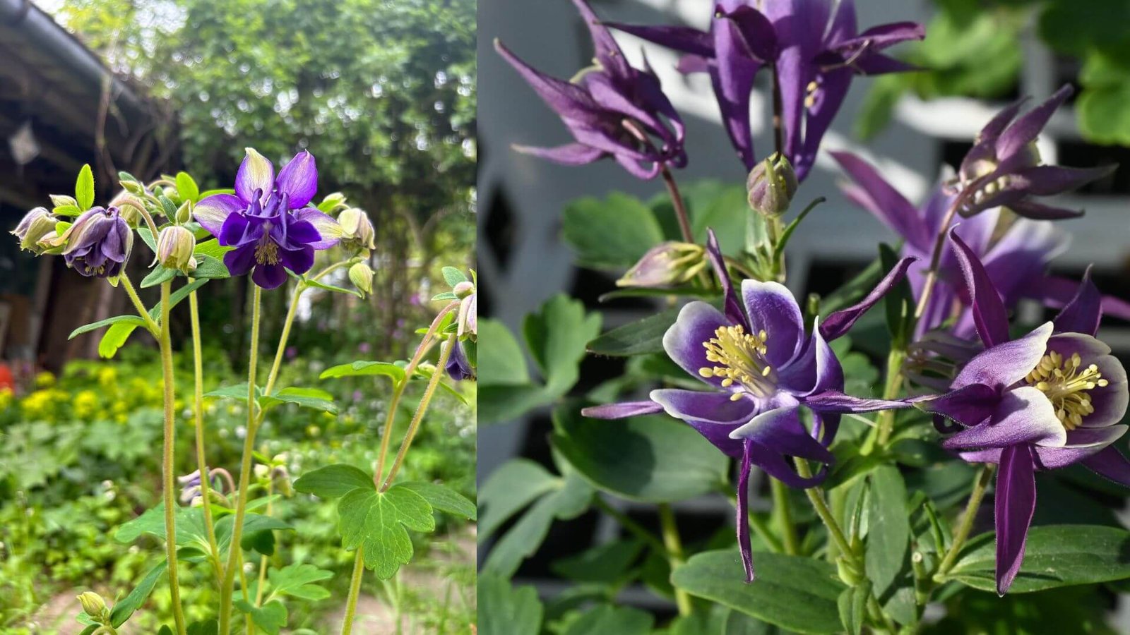 Mėlyni ir violetiniai paprastojo sinavado (Aquilegia vulgaris) žiedai sode