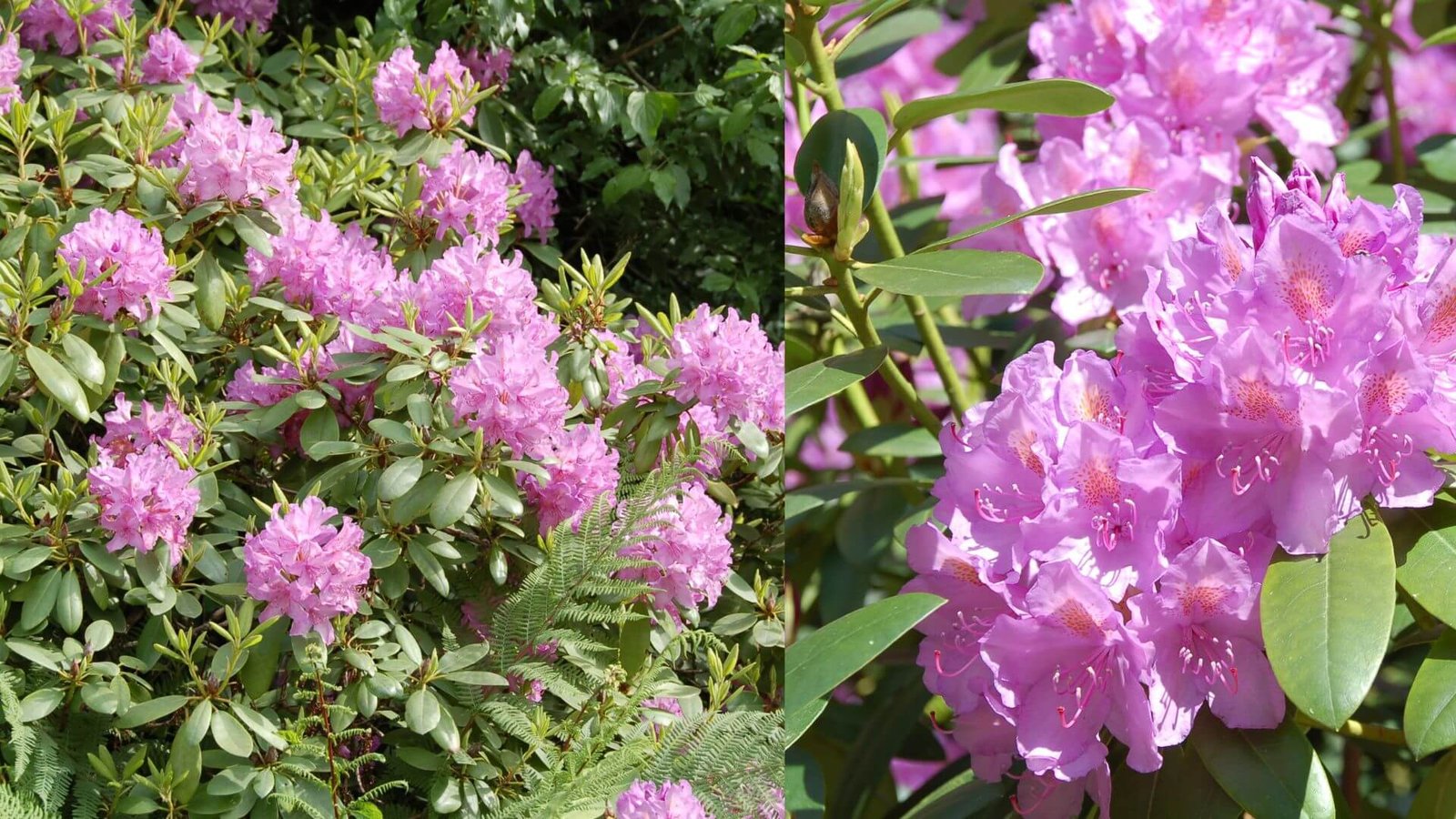 Kompaktiškas rododendras (Rhododendron Bloombux Magenta) su ryškiais purpuriniais žiedais