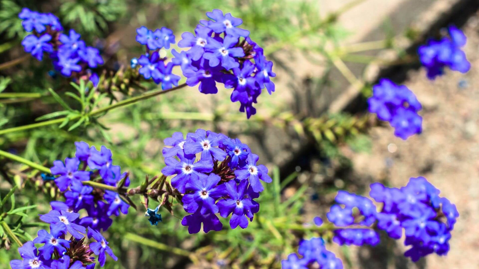 Melsvai violetiniai fliokso 'Blue Paradise' žiedai