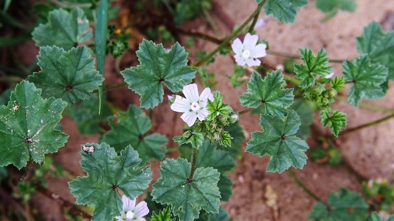 Paprastoji dedešva (Malva neglecta)
