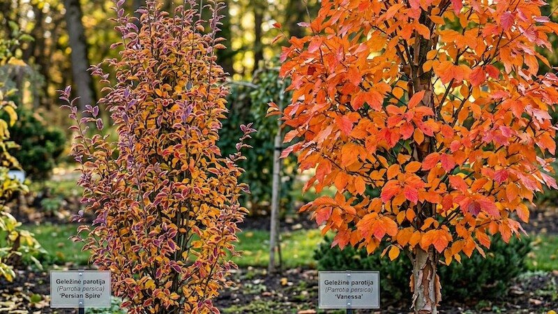 Geležinė parotija 'Persian Spire' ir 'Vanessa'