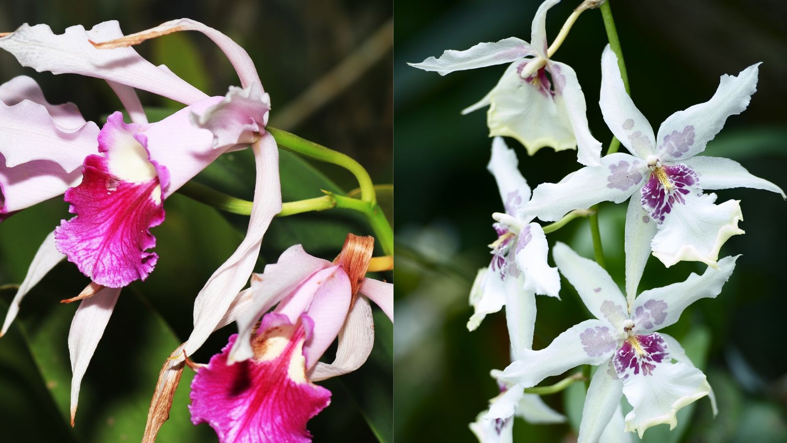 Gegužraibiniai (Orchidaceae) Lietuvoje, genčių analizė Gegužraibiniai (Orchidaceae) Lietuvoje, genčių analizė