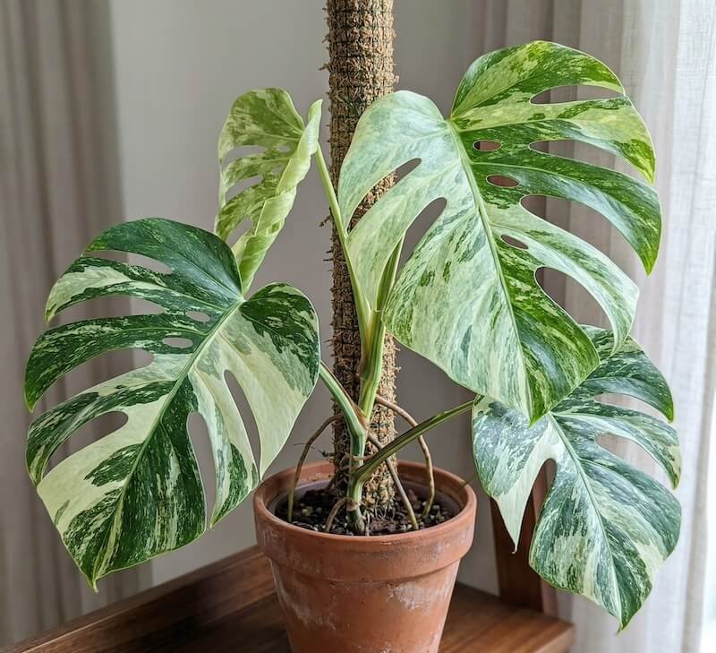 Monstera deliciosa 'Mint' Monstera deliciosa 'Mint'
