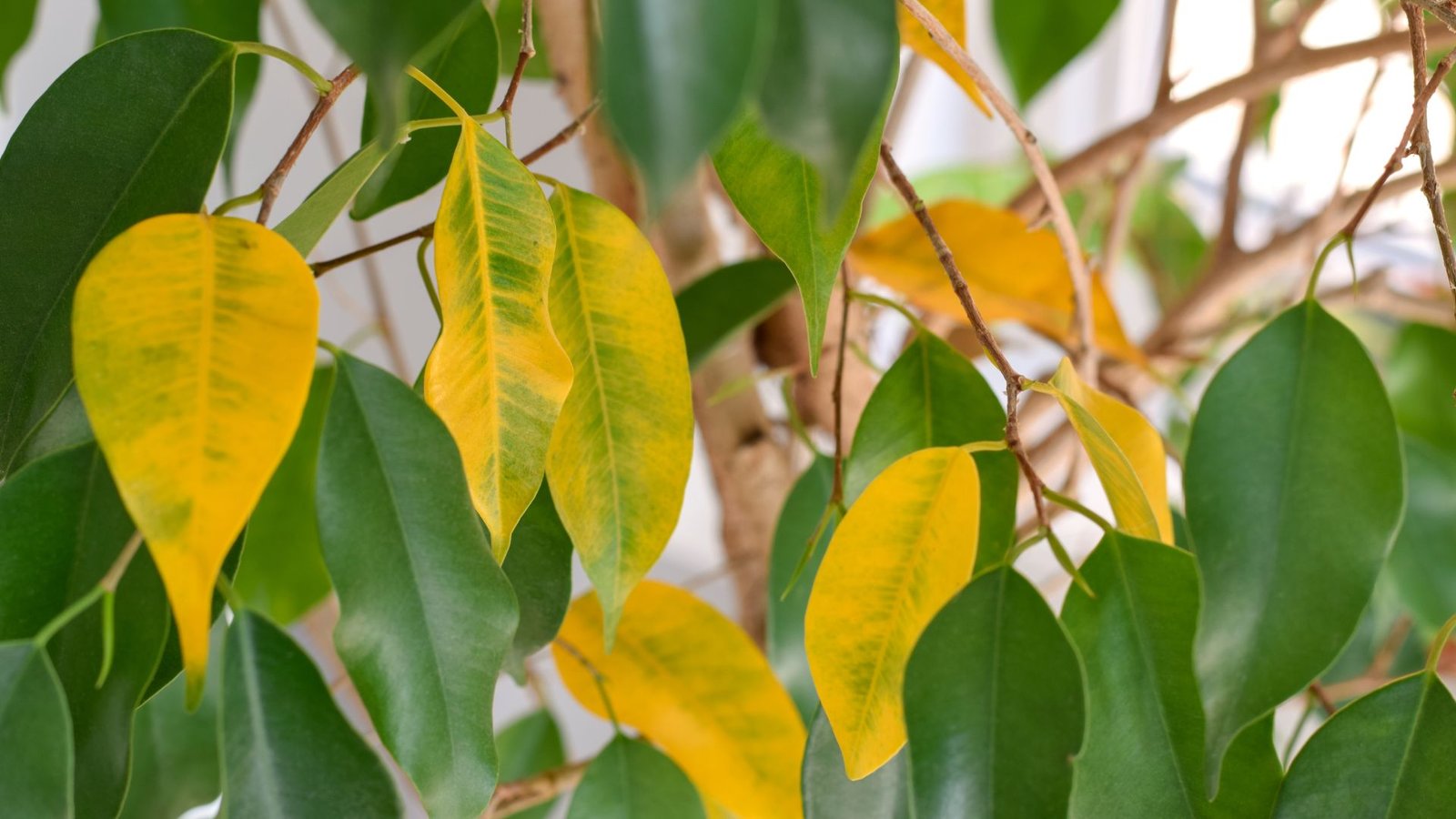 Mano fikuso lapai geltonuoja, ką daryti?