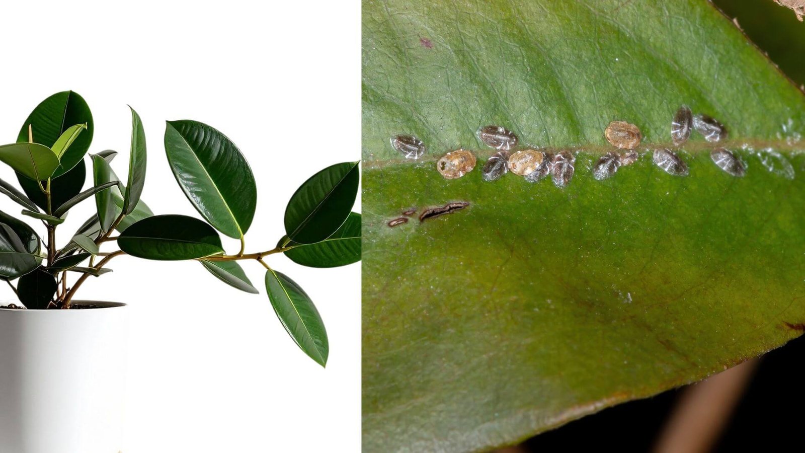 Kokios yra fikuso ligos ir kokie kenkėjai?