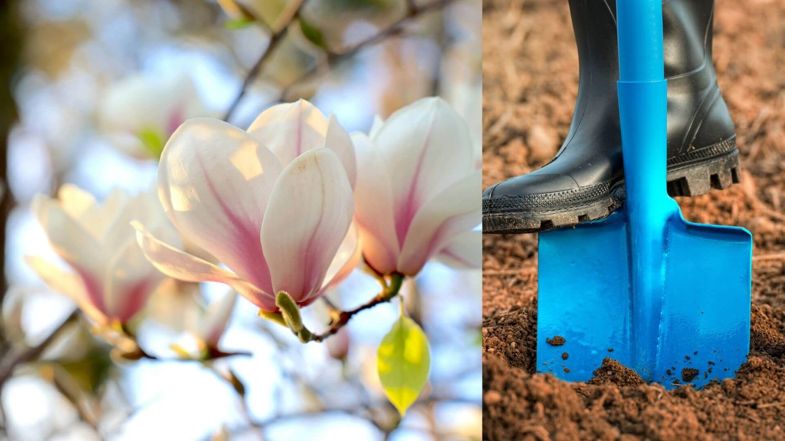 Kaip teisingai sodinti magnoliją?