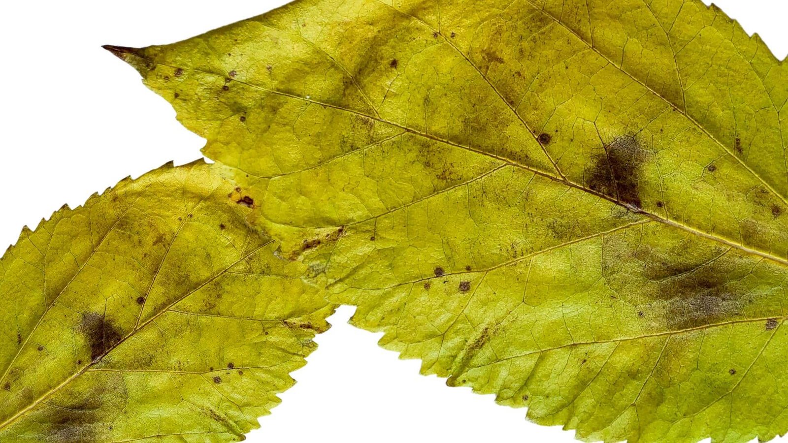 Kodėl hortenzijų lapai gelsta ir ruduoja?