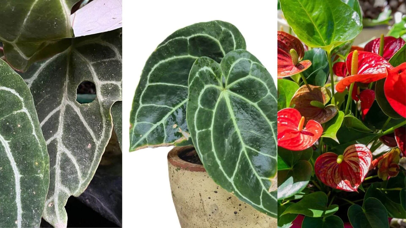 Anturio rūšių lyginamoji analizė ir kaip išsirinkti?