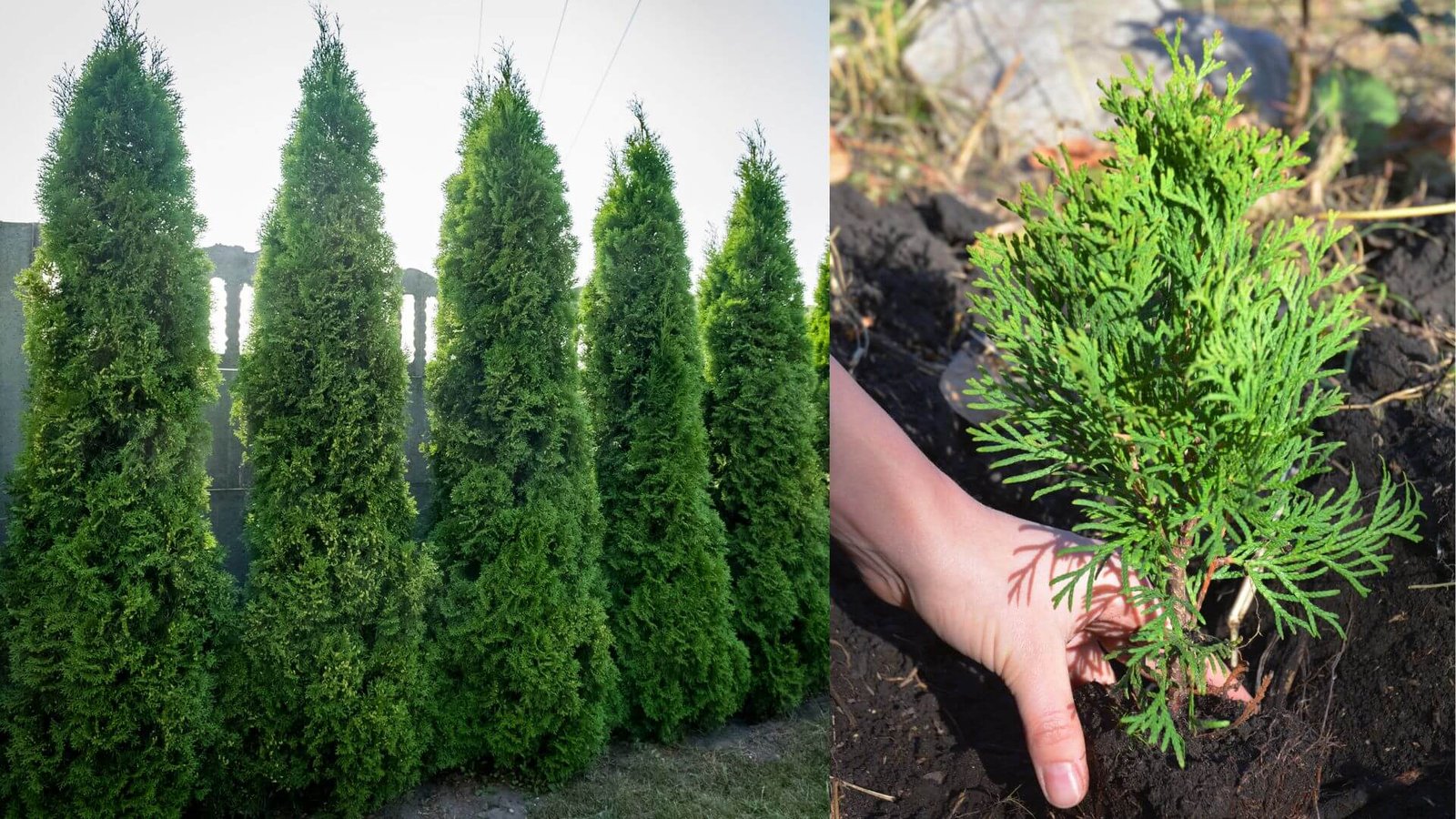 Tujos, kada sodinti? Laikas, veislės ir lemtingos klaidos