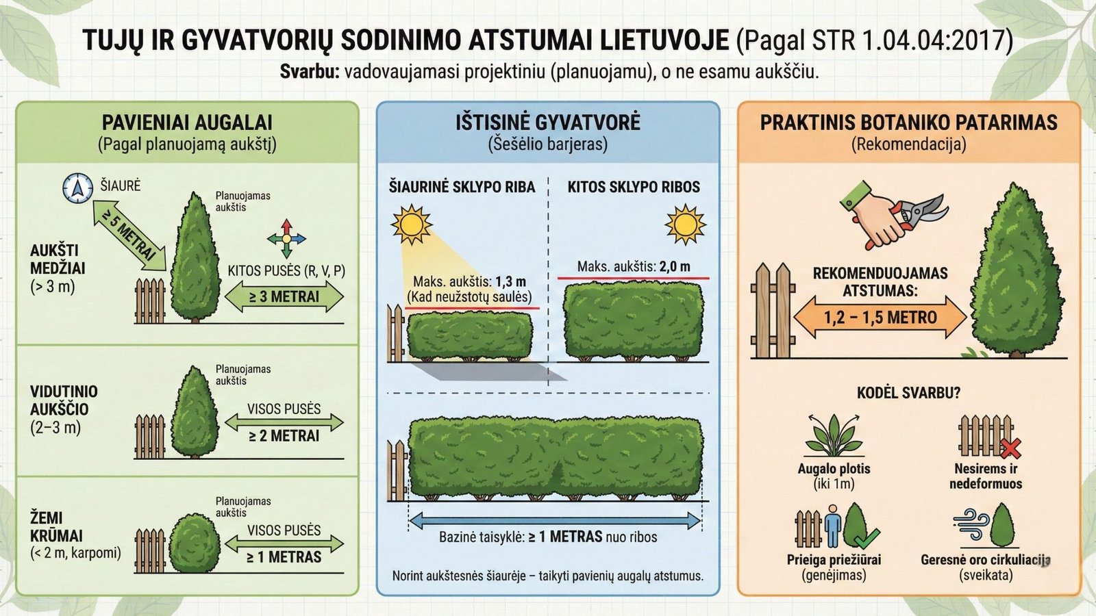 Tujos, kokiu atstumu sodinti nuo tvoros? Gidas ir teisiniai reikalavimai