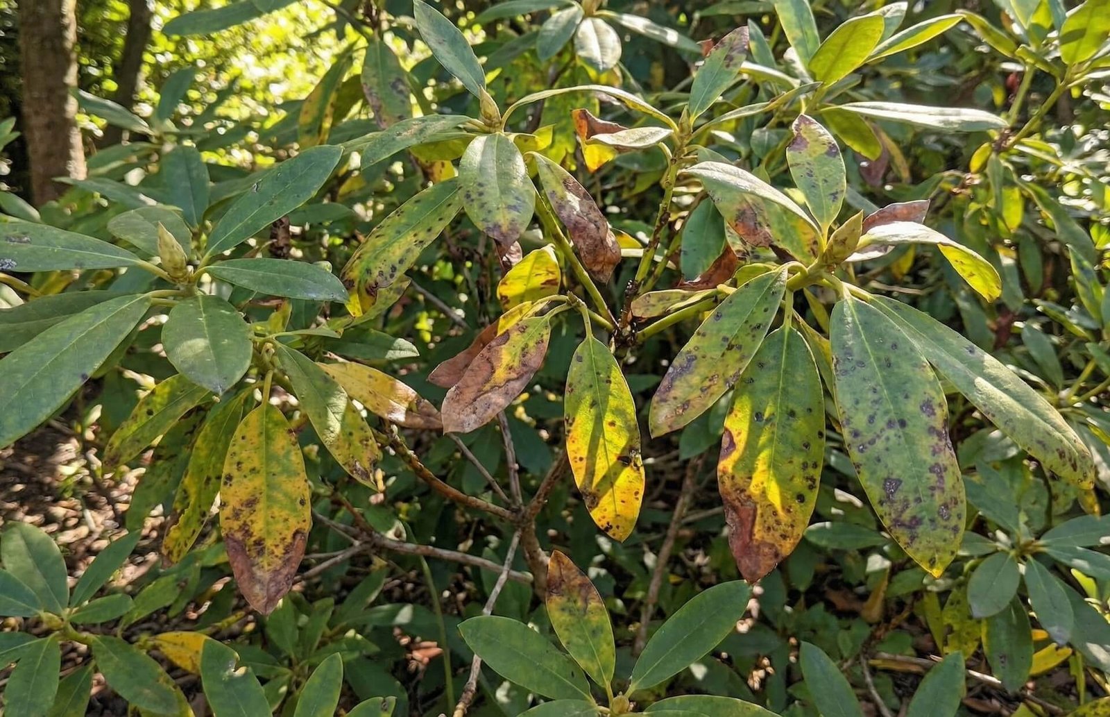 Rododendrų ligos, kodėl gelsta ir ruduoja lapai?