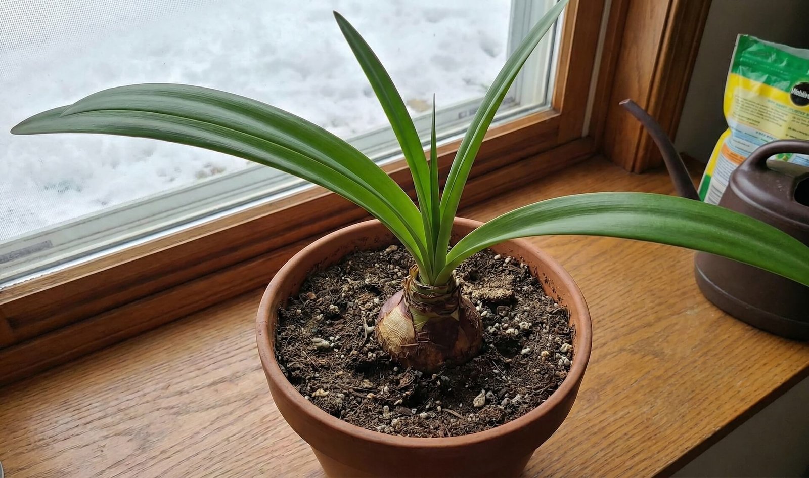 Kodėl nežydi amarilis (meilenis)?