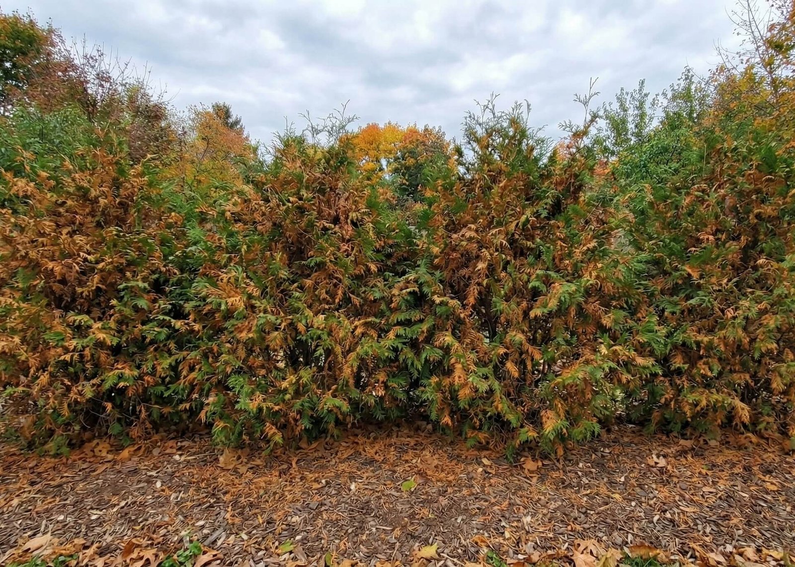 Trąšos tujoms nuo rudavimo, magnio sulfatas, ligos ir klaidos