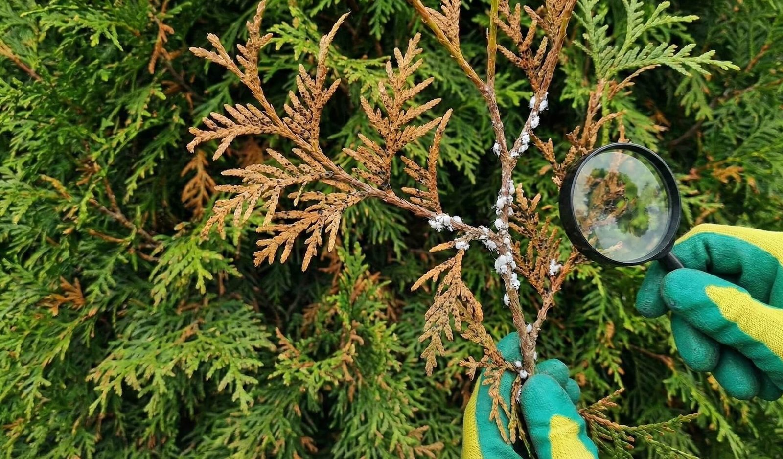 Tujų ligos ir kenkėjai, kodėl ruduoja ir kaip gydyti?