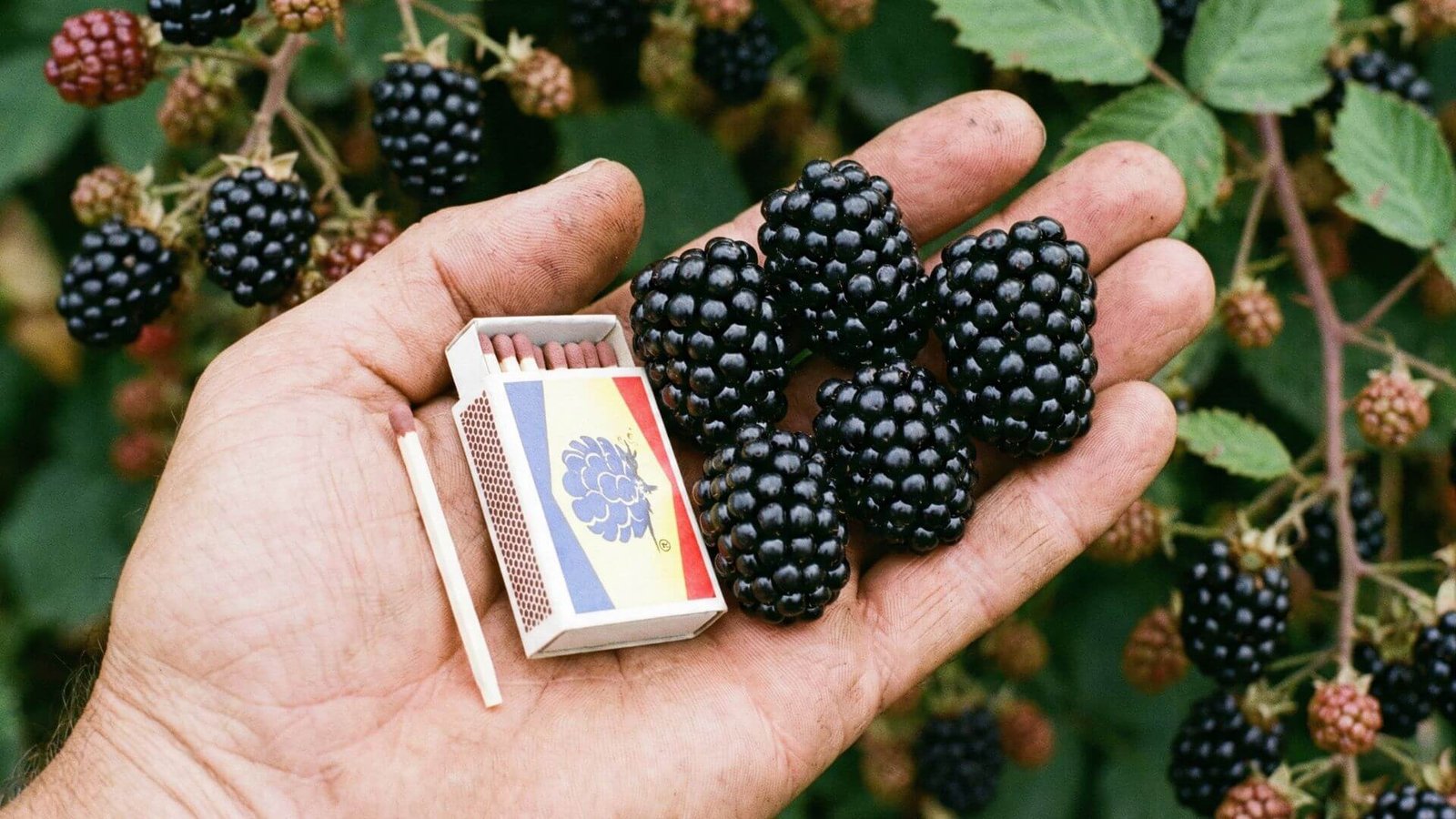 Gervuogės, Top 5 veislės Lietuvoje ir ką būtina žinoti prieš perkant